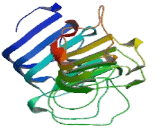 Fibronectin Leucine Rich Transmembrane Protein 3 (FLRT3)