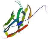 Fibronectin Type III And Ankyrin Repeat Domains Protein 1 (FANK1)