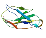 Fibronectin Type III And SPRY Domain Containing 1 Like Protein (FSD1L)