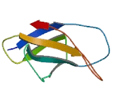 Fibronectin Type III Domain Containing Protein 1 (FNDC1)