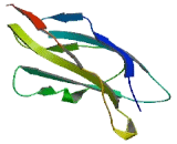 Fibronectin Type III Domain Containing Protein 4 (FNDC4)