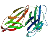 Fibronectin Type III Domain Containing Protein 9 (FNDC9)