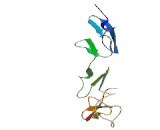 Fibulin 1 (FBLN1)