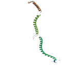 Filamin A Interacting Protein 1 (FILIP1)