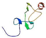 Filamin Binding LIM Protein 1 (FBLIM1)