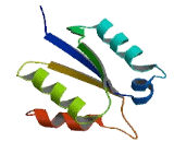 Flavin Adenine Dinucleotide Synthetase 1 (FLAD1)