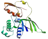 Flavin Containing Monooxygenase 2, Non Functional (FMO2)