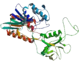 Flavin Containing Monooxygenase 3 (FMO3)