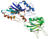 Flavin Containing Monooxygenase 4 (FMO4)