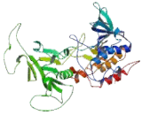 Flavin Containing Monooxygenase 5 (FMO5)