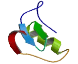 Follistatin Like Protein 5 (FSTL5)