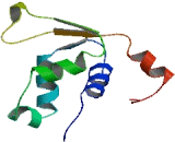 Forkhead Box D4 Like Protein 1 (FOXD4L1)