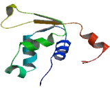 Forkhead Box D4 Like Protein 3 (FOXD4L3)