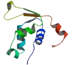 Forkhead Box D4 Like Protein 4 (FOXD4L4)