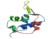 Forkhead Box D4 Like Protein 5 (FOXD4L5)