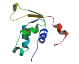 Forkhead Box D4 Like Protein 6 (FOXD4L6)