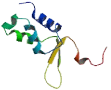 Forkhead Box Protein A3 (FOXA3)