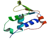 Forkhead Box Protein B2 (FOXB2)