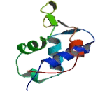 Forkhead Box Protein D4 (FOXD4)