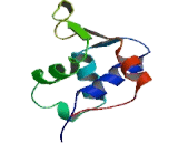 Forkhead Box Protein E1 (FOXE1)