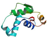 Forkhead Box Protein E3 (FOXE3)