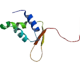 Forkhead Box Protein F1 (FOXF1)