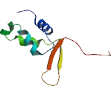 Forkhead Box Protein F2 (FOXF2)