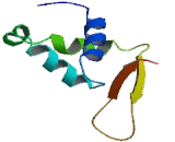 Forkhead Box Protein H1 (FOXH1)