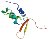 Forkhead Box Protein I2 (FOXI2)