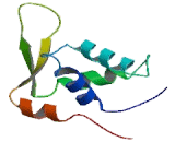 Forkhead Box Protein K2 (FOXK2)