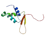 Forkhead Box Protein L1 (FOXL1)