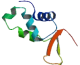 Forkhead Box Protein N2 (FOXN2)