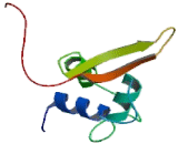 Forkhead Box Protein O3 (FOXO3)