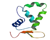 Forkhead Box Protein O5 (FOXO5)