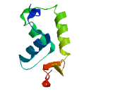 Forkhead Box Protein O6 (FOXO6)