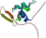 Forkhead Box Protein P2 (FOXP2)