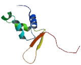 Forkhead Box Protein S1 (FOXS1)