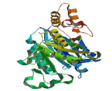 Formiminotransferase Cyclodeaminase (FTCD)