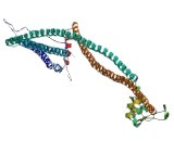 Formin Binding Protein 2 (FNBP2)