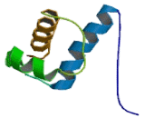 Formin Binding Protein 3 (FNBP3)