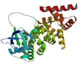 Formin Homology 2 Domain Containing Protein 1 (FHOD1)