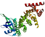 Formin Homology 2 Domain Containing Protein 3 (FHOD3)