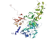 Formin Like Protein 2 (FMNL2)