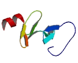 Four And A Half LIM Domains Protein 2 (FHL2)