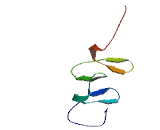 Four And A Half LIM Domains Protein 5 (FHL5)