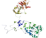 Fragile Site Associated Tumor Suppressor (FATS)