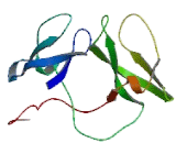 Fragile X Mental Retardation Syndrome Related Protein 2 (FXR2)