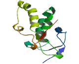 Frizzled Homolog 8 (FZD8)