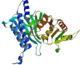 Fructose-1,6-Bisphosphatase 2 (FBP2)