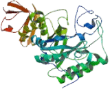 Fucosidase Alpha L1, Tissue (FUCa1)